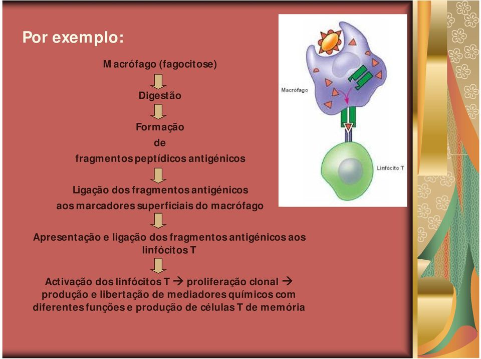 ligação dos fragmentos antigénicos aos linfócitos T Activação dos linfócitos T proliferação