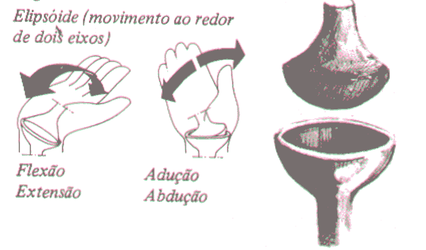 Articulação Radiocarpal