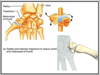 Articulações Intercarpais (Articulação do Carpo) - entre os ossos