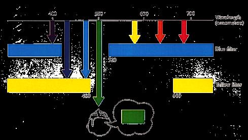 amarelo : deixa passar comprimentos de onda 480 < λ < 660 O utilizador recebe