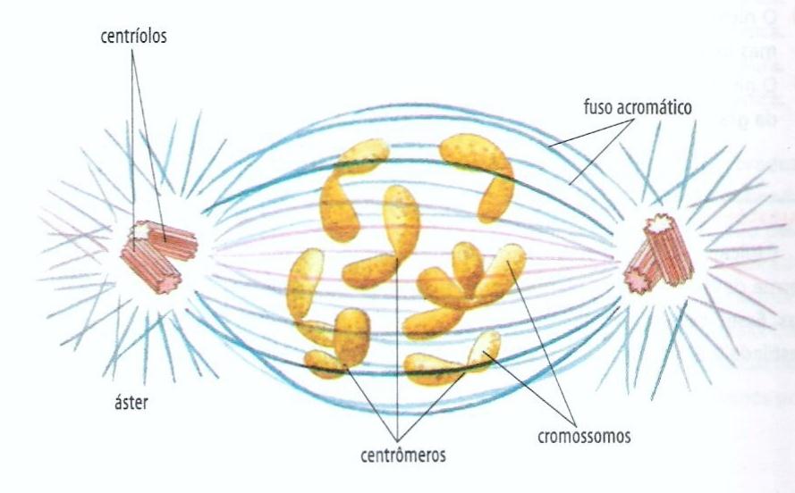 Microtúbulos e divisão