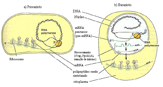 Diferença funcional da