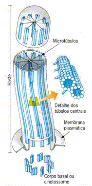 ORGANELAS CITOPLASMÁTICAS Célula