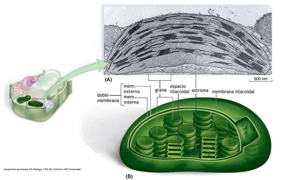 CLOROPLASTOS Possui duas membranas lipoproteicas e um complexo membranoso formado por bolsas discoidais achatadas