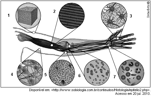 e) O deslocamento da posição das organelas intracelulares, por conta do achatamento.