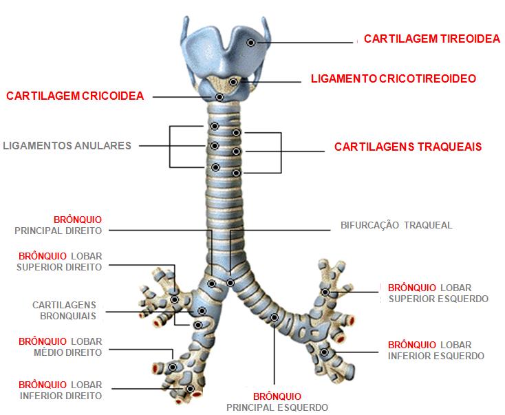 TRAQUÉIA NETTER, Frank H.. Atlas de Anatomia Humana. 2ed. Porto Alegre: Artmed, 2000.