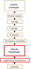 BRÔNQUIOS PRINCIPAIS Modificado a partir: