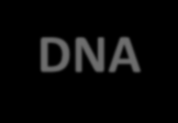 ÁCIDOS NUCLÉICOS Principais diferenças entre RNA e DNA Estrutura da Molécula Bases Púricas Bases Pirimídicas Pentose Função na célula RNA Fita Simples Adenina Guanina Uracila Citosina