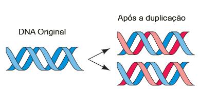 REPLICAÇÃO DO DNA 2) Propriedades da Replicação (Duplicação) a) O DNA é a única molécula capaz de sofrer auto-duplicação.