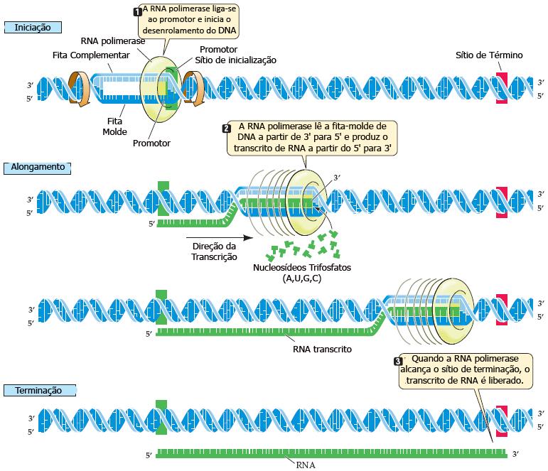 TRANSCRIÇÃO DO DNA 2) Transcrição Quem realiza a transcrição do DNA é a enzima RNA Polimerase A RNA polimerase só pode transcrever trechos do DNA que sejam genes!