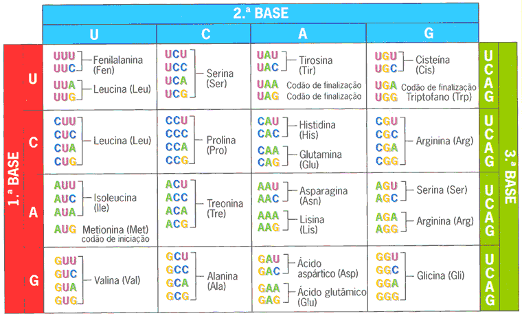 TRADUÇÃO DO RNA O Código Genético O código genético consiste em trincas de nucleotídeos (códons) Como existem 4 bases de RNA (A,U,G,C), existem ao todo 64 códons.