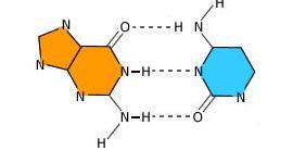 ÁCIDOS NUCLÉICOS 3) Bases Nitrogenadas 3.3) Pareamento de Bases Nitrogenadas O Pareamento das Bases Nitrogenadas se dá por meio de Ligações de Hidrogênio.