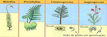 Reprodução Nas Gimnospermas e especialmente nas Angiospermas, a fase gametofítica é extremamente reduzida, não ocorrendo alternância típica de gerações, pois não se formam indivíduos haplóides bem