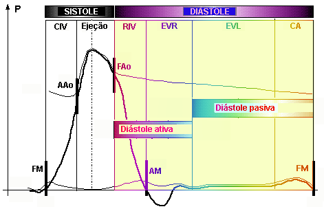 A diástole clássica pode ser dividida em 4 fases: período de relaxamento isovolumétrico, atualmente denominada de pós-ejeção, ativa, produzida pela contratorção sem modificação do volume ventricular,