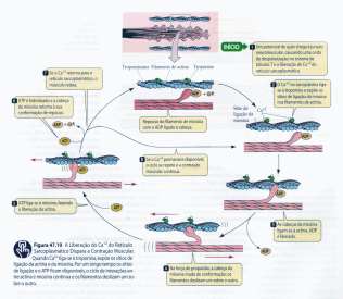 Contração muscular Abraham, Histologia e biologia celular, 2006 Contração Muscular Fonte: Purves