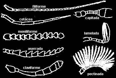 Aorta Coração Cabeça Óstio Abdome Pernas  Divisão do Morfologia - cabeça Morfologia - cabeça Cabeça: Compreende a região anterior do corpo de um