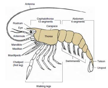 Classificação e filogenia 5. Divisão do 4.1. Como os Arthropodas estão classificados? 5.1. Subfilo Trilobita 5.2.