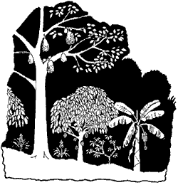 Regras especiais - Pequena propriedade rural (área 30 ha ou 50 ha se estiver no polígono da seca): A averbação de RL é gratuita; RL com plantios de árvores exóticas frutíferas, ornamentais ou