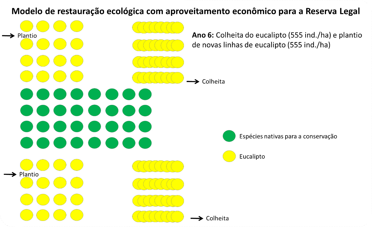 Figura 10 Modelo para restauração ecológica com aproveitamento econômico da Reserva Legal (Ano 1): Plantio de faixas de exploração madeireira e faixas destinadas à conservação.
