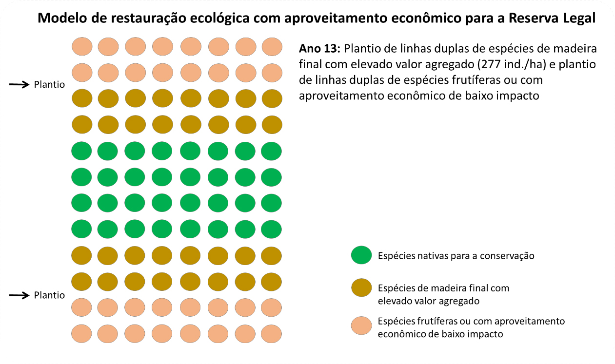 Figura 12 Modelo para restauração ecológica com aproveitamento econômico da Reserva Legal (Ano 12): colheita final do eucalipto.
