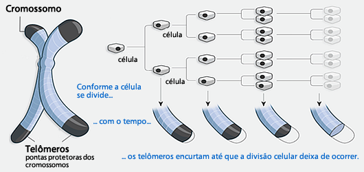 Teoria dos telômeros O que