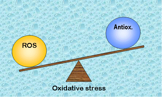 Teoria de radicais livres O envelhecimento se da por stress oxidativo É uma condição biológica em que existe um desequilíbrio com predomínio da formação de espécies reativas do oxigénio (ROS do