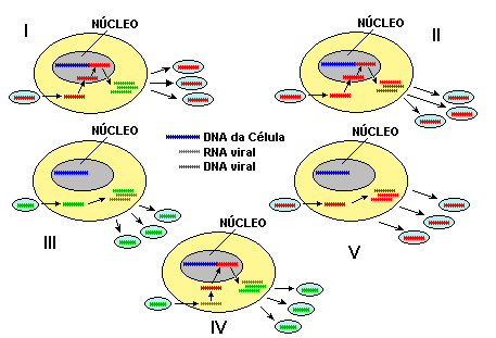 Identifique o esquema que representa o mecanismo de multiplicação do vírus da AIDS: A. ( ) esquema I B. ( ) esquema II C.