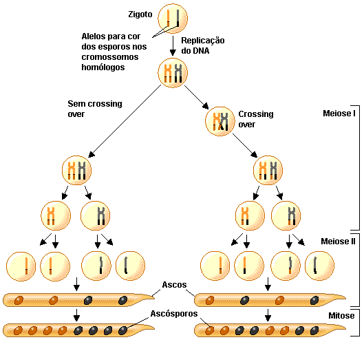 2.1 Recombinação em Neurospora crassa 39 Um exemplo didático dos efeitos da recombinação é a formação de esporos no fungo Neurospora crassa, também conhecido como mofo vermelho do pão.
