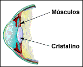 ACOMODAÇÃO VISUAL O cristalino funciona como uma lente flexível e transparente, que serve para tornar a