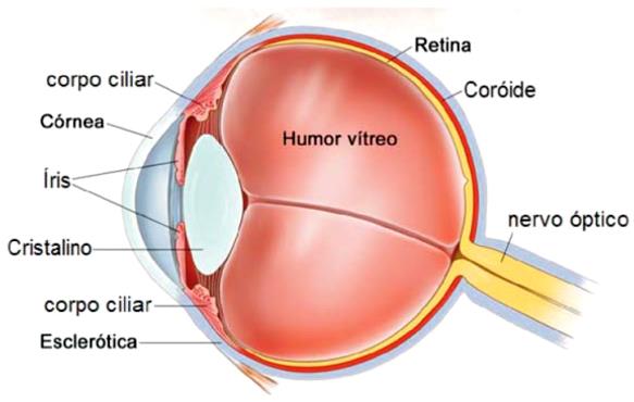 64. A hipermetropia é um problema de visão caracterizado pela formação da imagem depois da retina, sendo corrigido com uma lente de comportamento divergente.