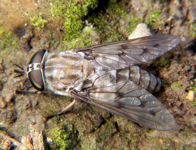 1.1.4-Família Ceratopogonidae: (mosquito pólvora).
