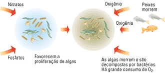 Sem Oxigênio, seres aeróbios (peixes e mamíferos aquáticos) morrem; Aumenta a quantidade de matéria orgânica, devido as mortandade de peixes; Bactérias anaeróbias