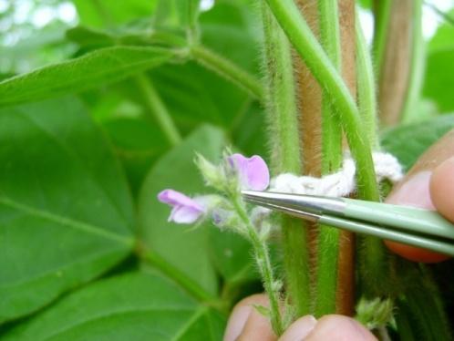 Período de floração em soja Soja de hábito de crescimento determinado: período de florescimento bem definido.
