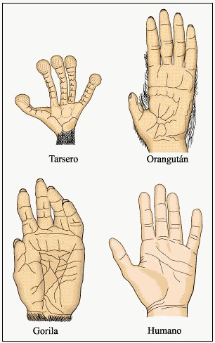 Filogenia