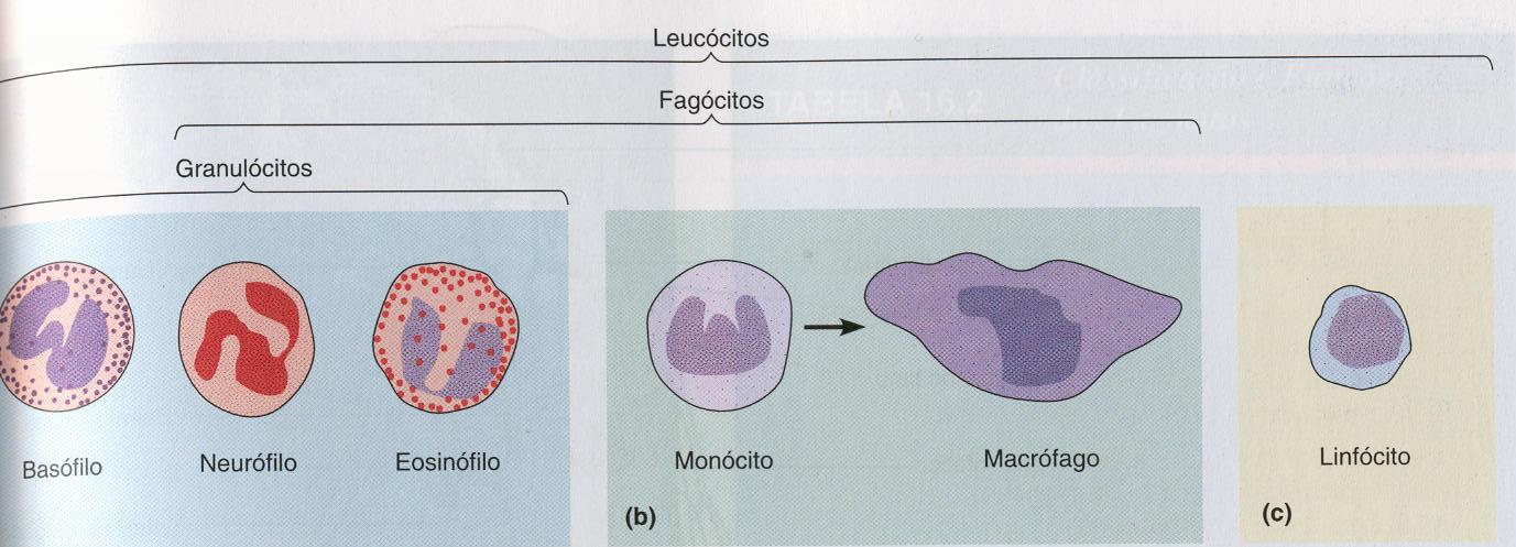PRINCIPAIS TIPOS DE LEUCÓCITOS (a)- GRANULÓCITOS - podem ser distinguidos pela coloração (b) MONÓCITOS amadurecem em macrófagos ativamente fagocíticos.