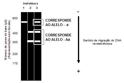Afirmativa 04 Correta Como pode ser observado pelo gráfico abaixo, o indivíduo 03 teve o gene quebrado em duas partes com 400 e 300 pb (pares de base), indicando ser o gene A e, mais um segmento, o