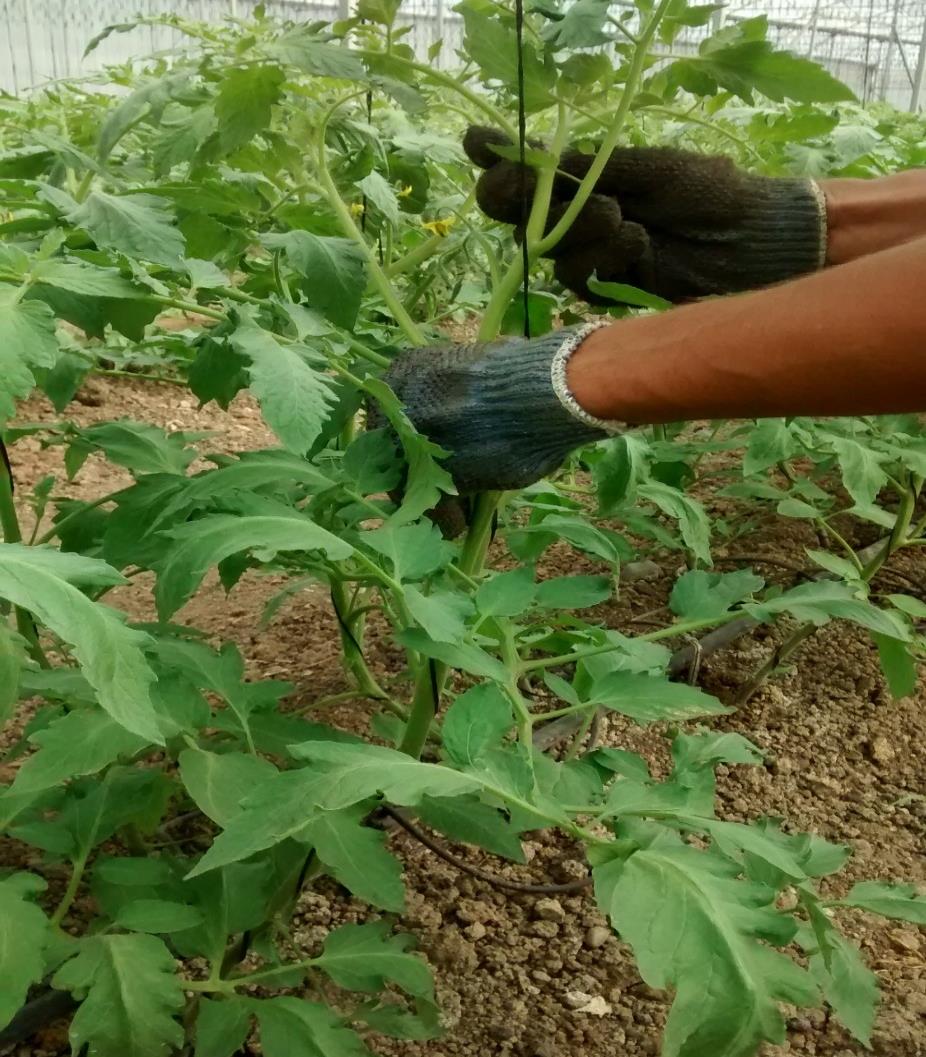 TUTOREANDO A PLANTA O MOMENTO CERTO