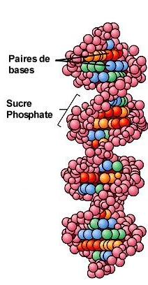 3. Molécula de DNA fita dupla: Estrutura primária Pareamento específico de bases por pontes de H: A-T, G-C; Estrutura dupla fita do DNA: - complementaridade T A C G Complementaridade Grupos ceto