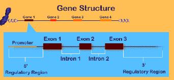 1) Sequências únicas ou pouco repetidas (gênicas ou extragênicas) DNA codificador ou genes propriamente ditos seqüências regulatórias e intragênicas pseudogenes Genes: conceito clássico Porção do DNA