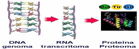 Funções do Genoma Humano DNA Genoma * Como a informação genética contida no DNA se transforma em organismos?