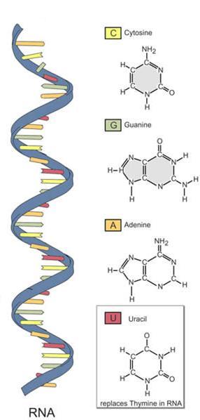 ÁCIDOS NUCLÉICOS 5) RNA (Ácido Ribonucléico) Características: 1. Local de Produção: Núcleo da Célula (Transcrição) 2. Estrutura: 1 Fita (fita simples) 3.