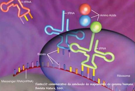 ÁCIDOS NUCLÉICOS 5) RNA (Ácido Ribonucléico) Os tipos de RNA e suas funções RNA Transportador (RNAt) Carreador de aminoácidos Forma de um