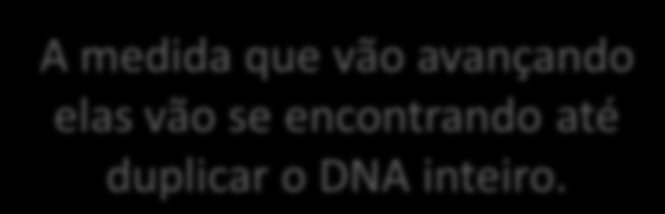 DUPLICAÇÃO DO DNA 3.