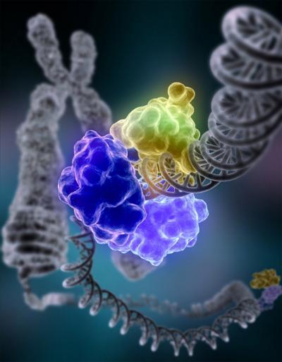 Duplicação do DNA & Síntese