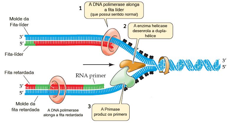 medida que de frente o cima DNA que vai apresenta é a chamada a helicase enzima fita uma vai helicase líder abrindo orientação pois a abrindo se dupla anti-paralela encontra hélice a dupla na a