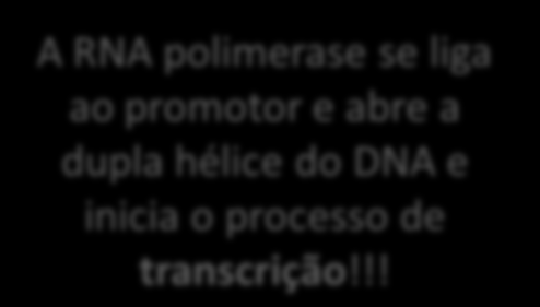 SÍNTESE DE PROTEÍNAS 2) Transcrição A Como O Sempre RNA A promotor RNA Quem a polimerase RNA antes realiza