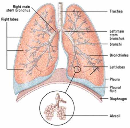Fatores que influenciam a absorção pulmonar Atividade física aumento da