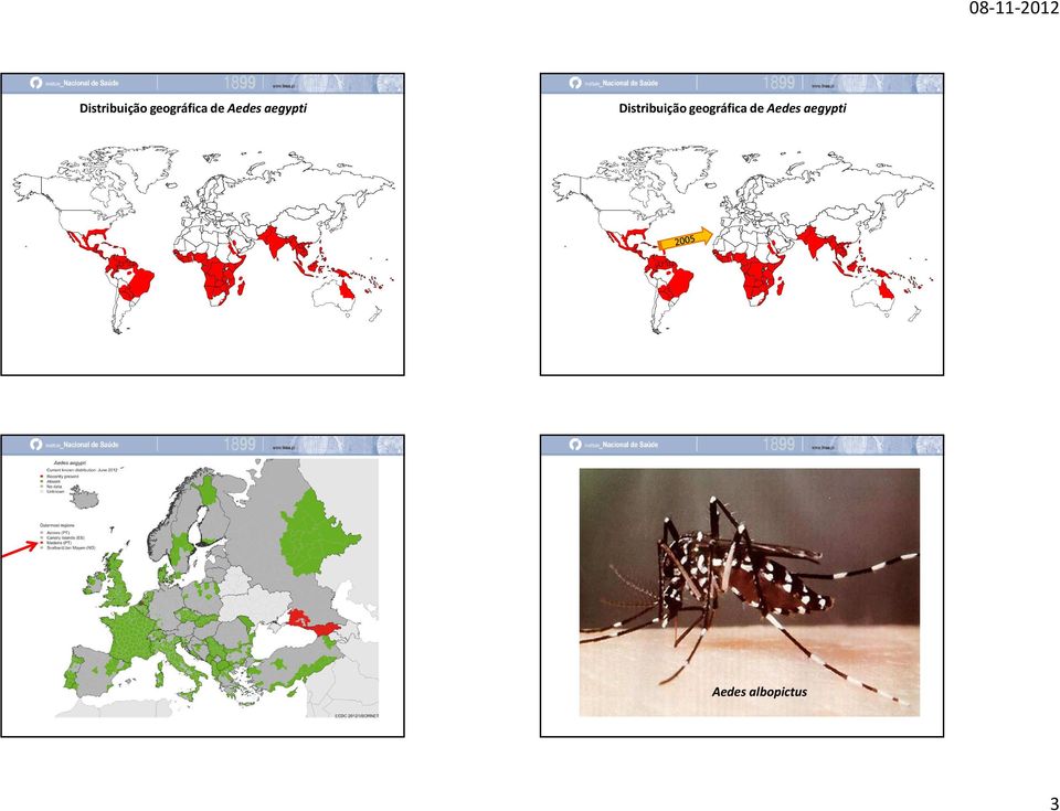 Aedes aegypti Aedes