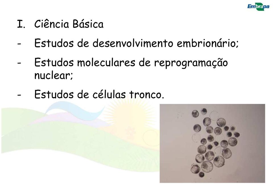 Estudos moleculares de