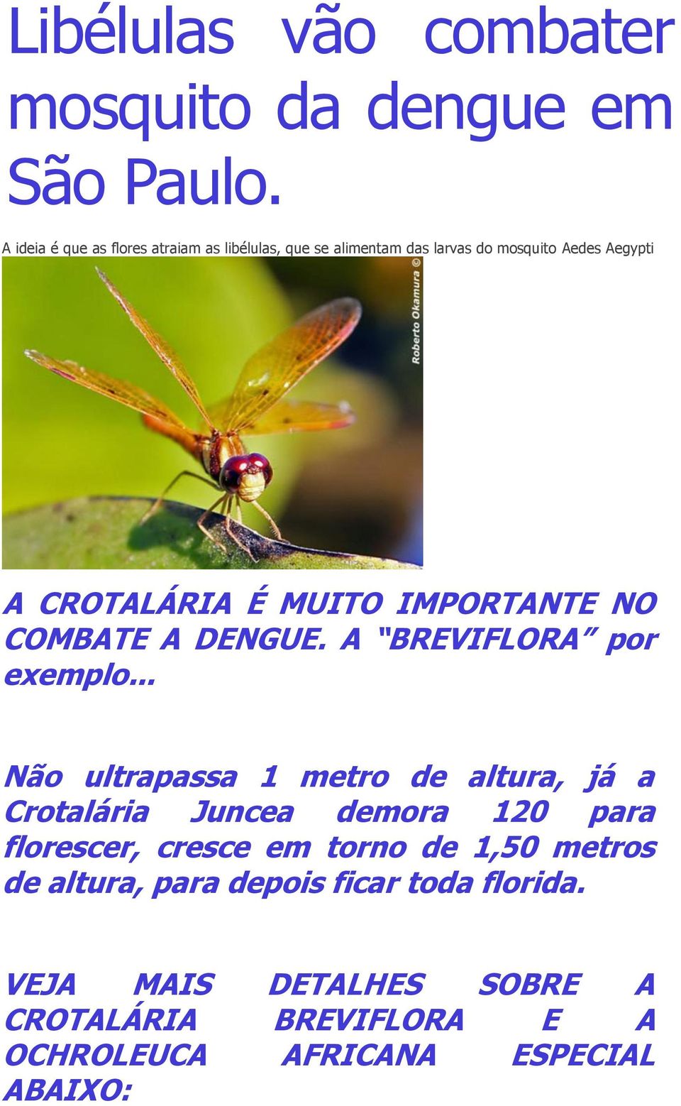 IMPORTANTE NO COMBATE A DENGUE. A BREVIFLORA por exemplo.